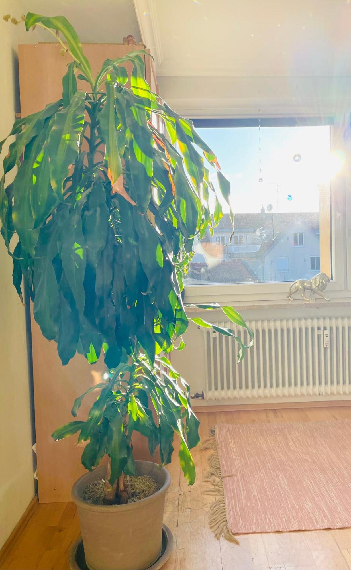 Helle, Grosse, Zentrale Mit Balkon Appartement
